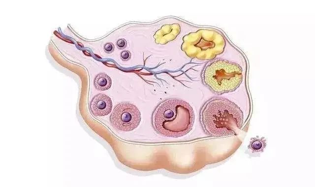 什么样的卵泡才称得上好卵泡?