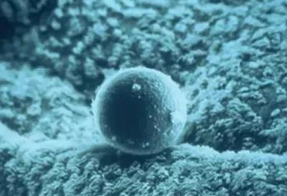 做试管的人注意了！提升卵子质量的方法来了~