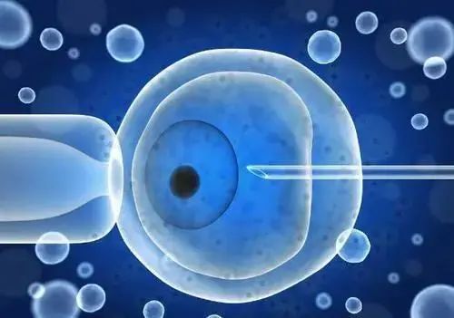 卵子质量差？这几个方法在家就可以帮你调理卵子