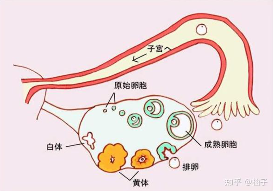 在你的卵巢里，一颗成熟的卵子要经过无限的酝酿准备才能排出