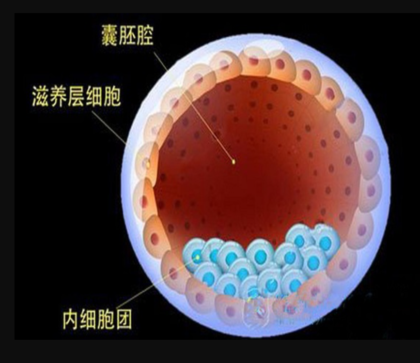 为什么医生会建议你养囊?囊胚移植成功率更高么?