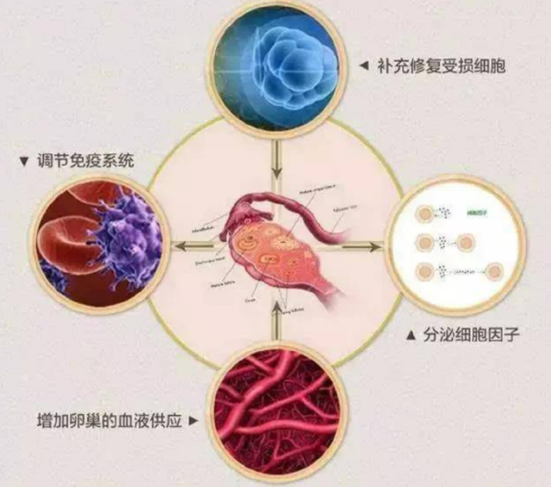 卵巢早衰的年轻女性们，要多了解这7种食物